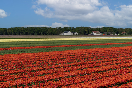 Tulpjes in de N-O polder