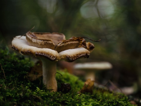 Herfst sfeertje 🍄‍🟫