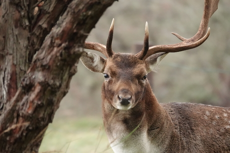 Portret van een damhert