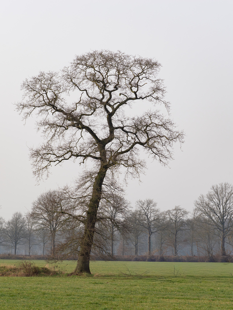 Hoe mooi kan een boom zijn