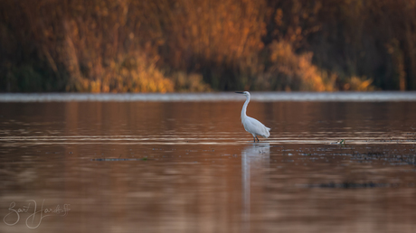 kleine zilverreiger