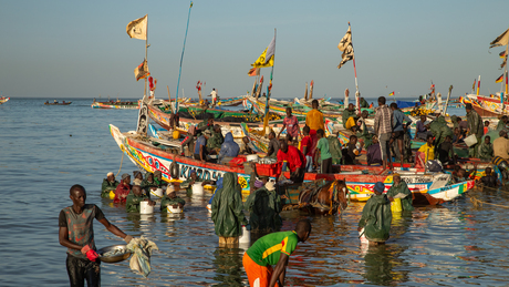 Vissers van Senegal