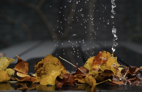 Perenbladeren in de herfst