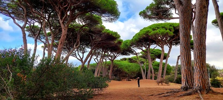 Mooiste bomen van Toscane