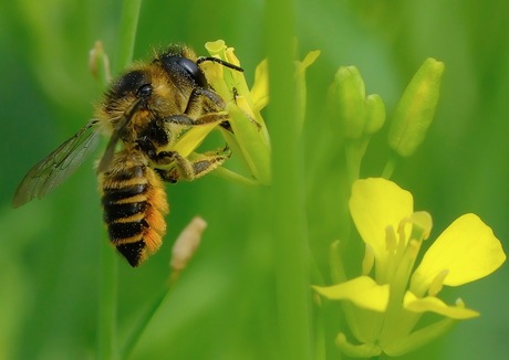 Tuinbladsnijder