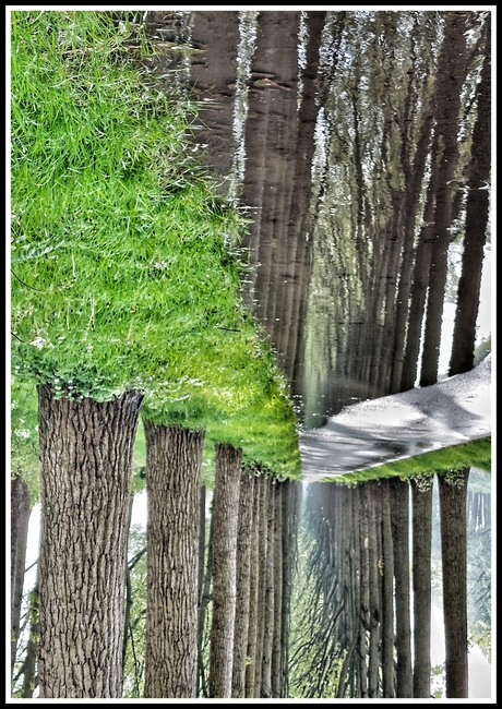 Bomen spiegeling