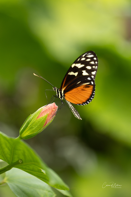 Heliconius ismenius .