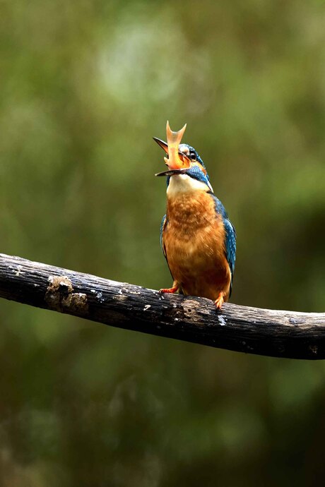 IJsvogel