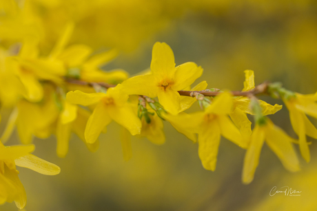 Forsythsia 