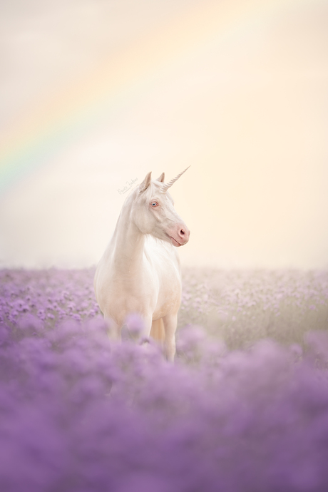 Dream pony