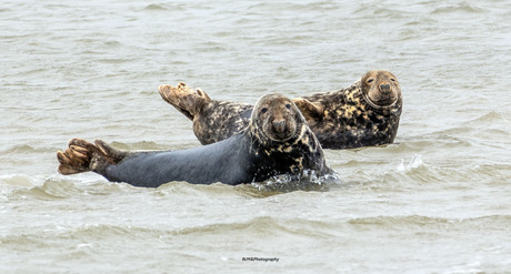 De zeehonden.