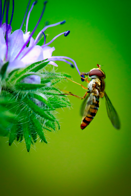 Kleine🐝