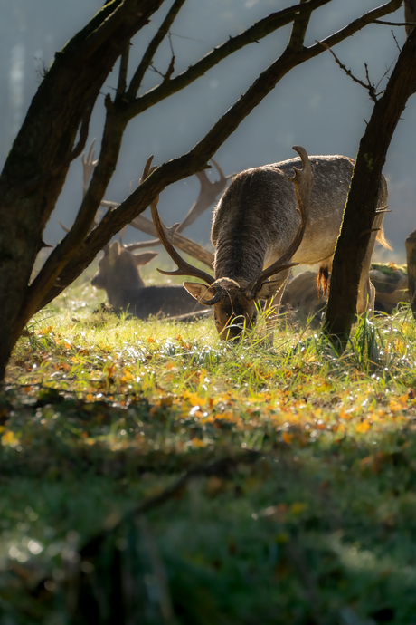 Waterleidingsduinen