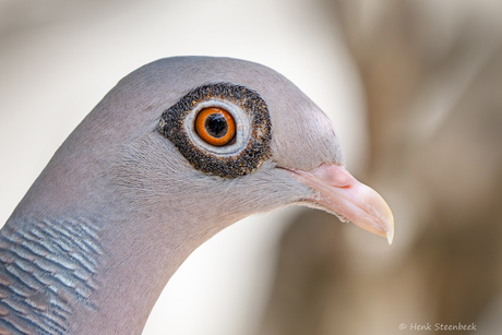 Oog van de naaktoogduif