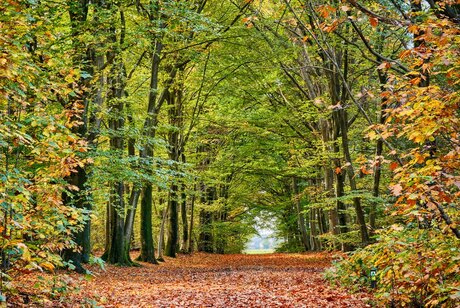 Herfstkleuren 5
