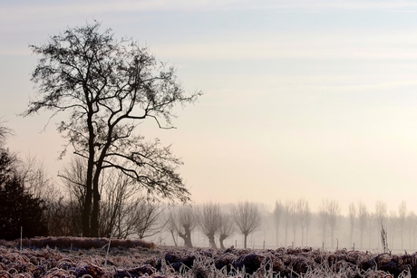 Ochtend licht