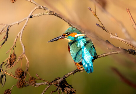 Kingfisher