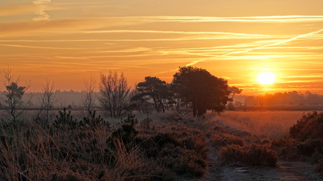 Zonsopgang op de Kalmthoutse Heide