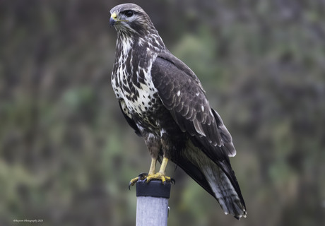 Buizerd