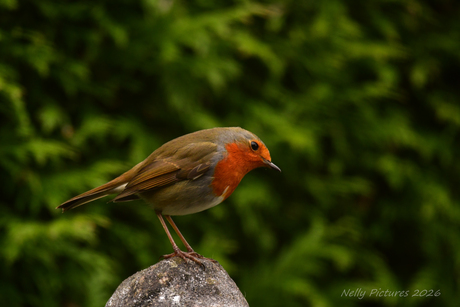 Roodborstje uit het verleden