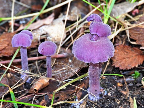 Paarse Paddenstoelen