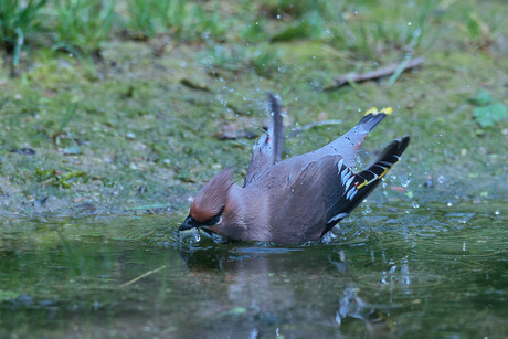 Pestvogel