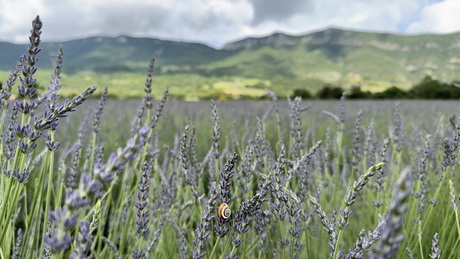 Lavendel Vallei