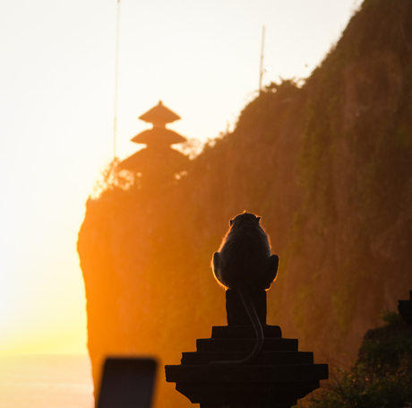 Uluwatu tempel aap