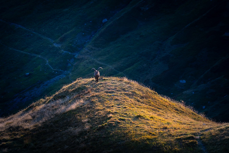 Steenbok in avondzon