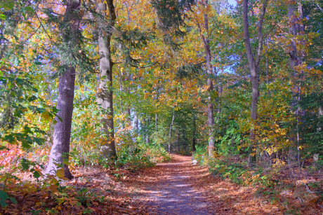 Herfst in het Staphorsterbos