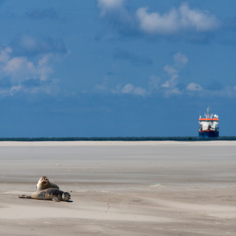 Zeehonden op Zandbank