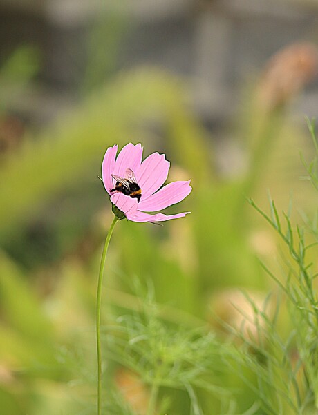De bloemetjes en de hommels
