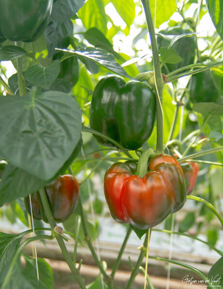 "Paprika" 