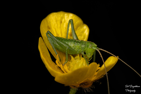 Grote groene sabelsprinkhaan (Tettigonia viridissima)