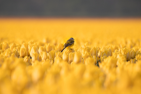 Gele Kwik op de Tulpen