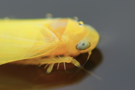 Oogje, Typhlocybinae.