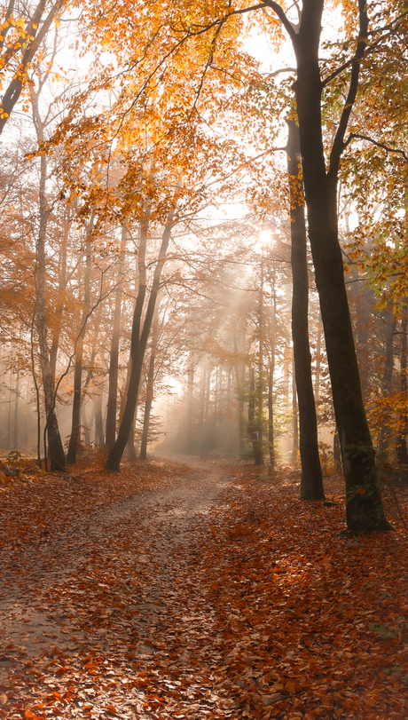 Mistige herfstkleuren