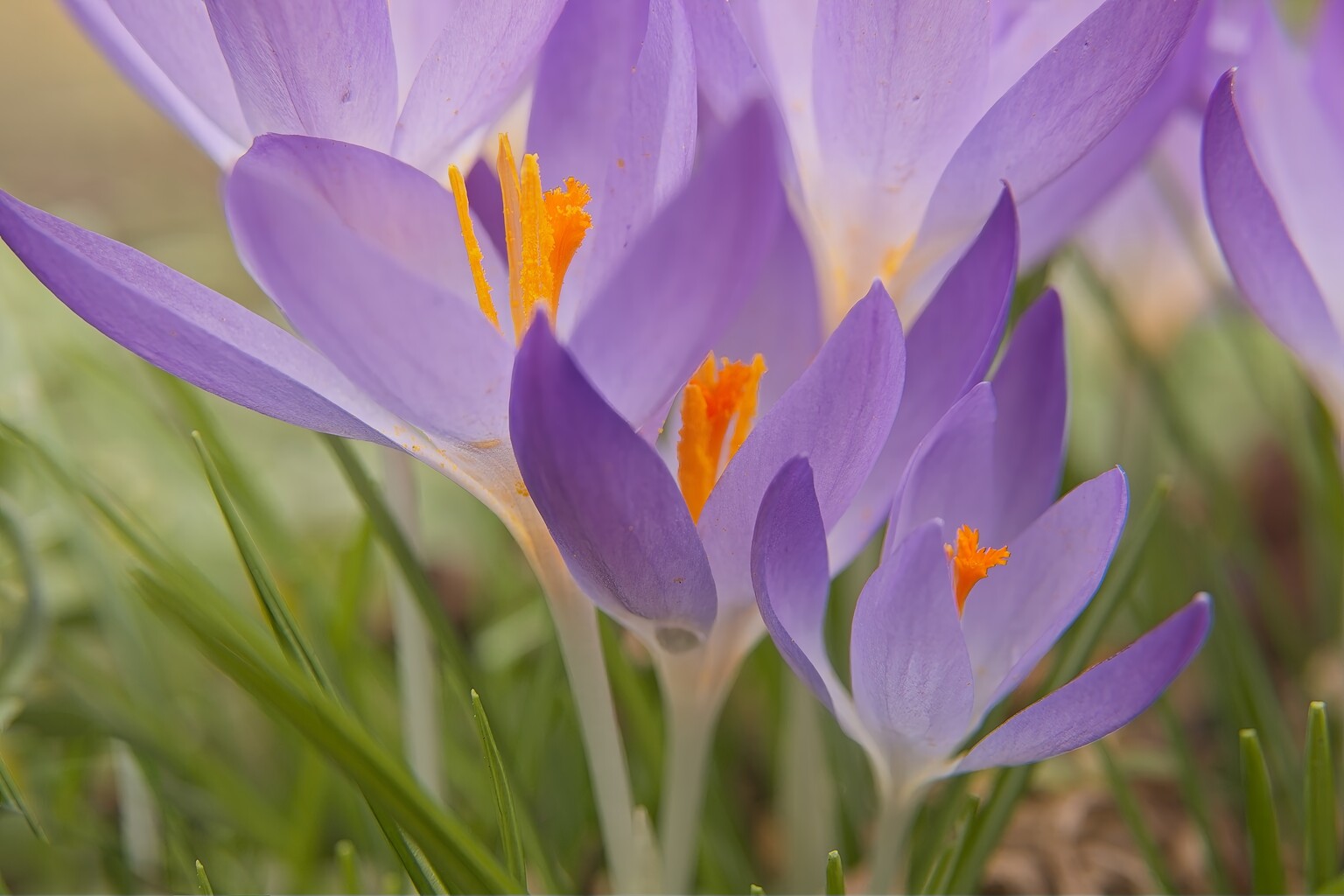drie op een rij. - foto van rptonia - Natuur - Zoom.nl, image size:1536x1024