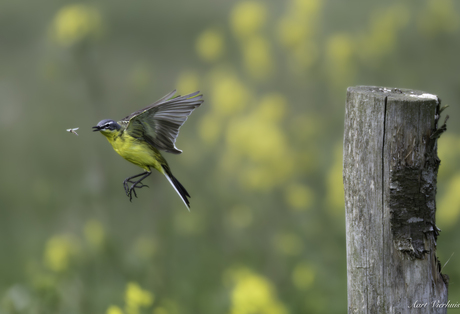 gele kwikstaart vangt vlieg