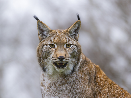 Lynx