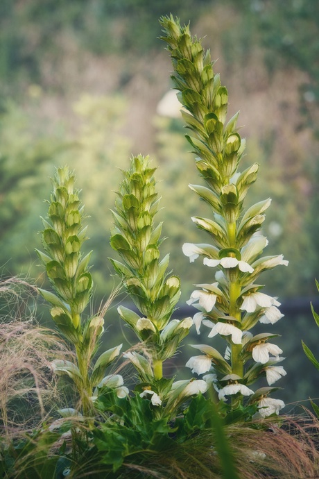 Acanthus mollis "Rue Ledan"