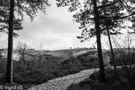 Schoorlse Duinen