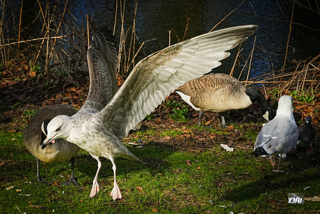 Gevleugelde verschijning