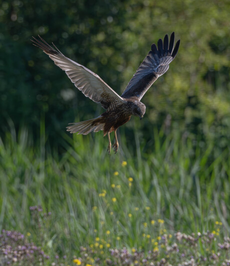 Op zoek naar iets lekkers 