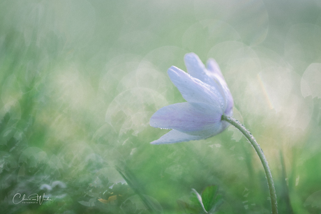Bosanemoontje in de ochtend dauw 
