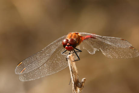 Bloedrode heidelibel