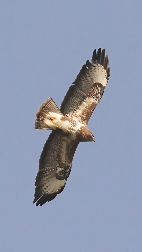 Buizerd.