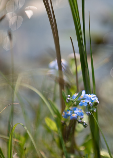 Moeras Vergeet-me-nietje