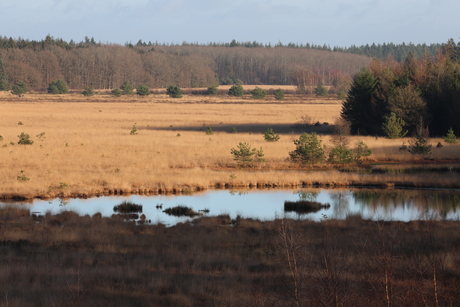 Natuur hartje Drenthe Staatsbos Grolloo