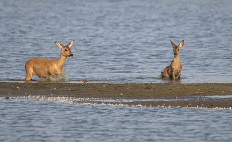 Worden het drie overlopers?